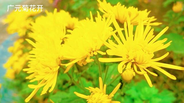 秋意浓菊花开,打卡广元菊花园,美极了!