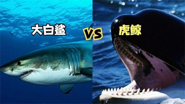 大白鲨vs虎鲸大脑高度发达的虎鲸能轻松碾压大白鲨吗