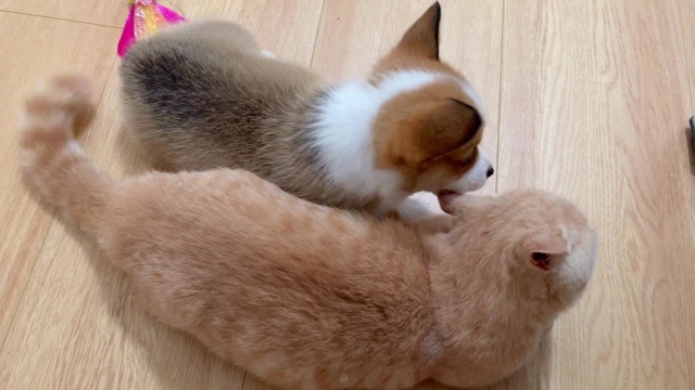 小奶猫和小奶狗真是绝配啊!果然小猫小狗什么的最可爱了!
