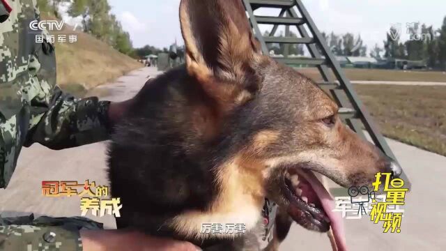 军犬训练适用激将法?训导员的训犬绝招是什么?