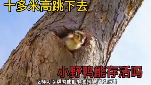纪录片：出生不久的小野鸭，就要从十多米高的树上跳到地面