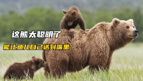 熊妈妈为了熊宝宝居然跑到了瀑布上，母爱的力量！纪录片《熊世界》