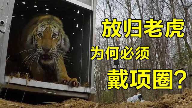 揭秘“放虎归山”:把完达山1号放到穆棱,就是为了让它南下吉林