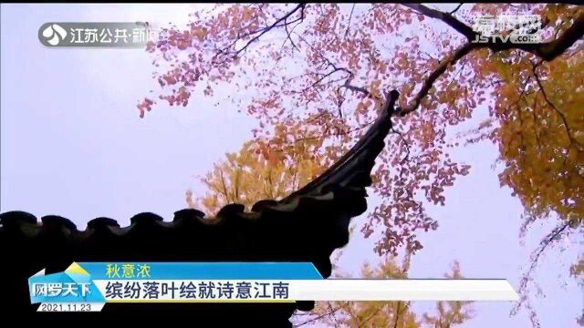 秋意浓 赏美景 缤纷落叶绘就诗意江南