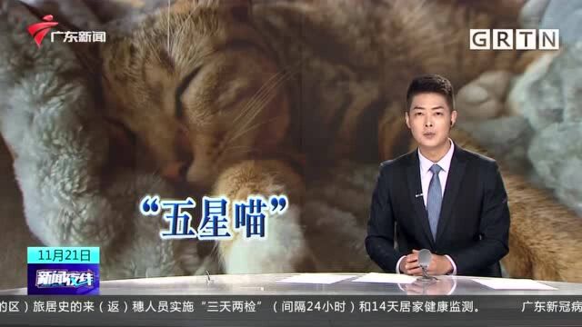 广州“五星喵”冲上热搜!全网都被它萌化了