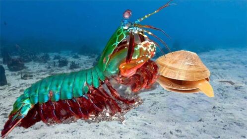 纪录片:单挑章鱼的雀尾螳螂虾,为何被称为海底拳击手?