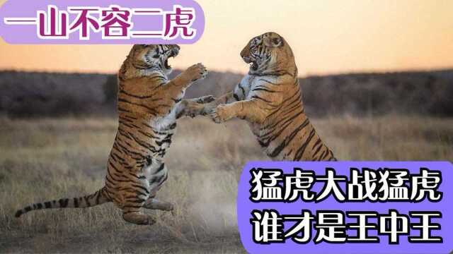 一山不容二虎,猛虎大战猛虎,谁才是王中王?