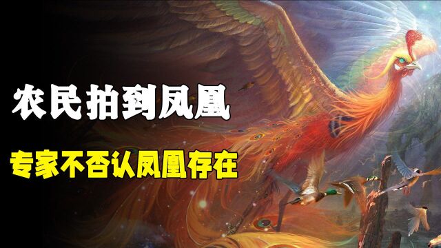 黑龙江农民拍到“凤凰”,照片鉴定为真,专家说不否认凤凰的存在#知识囤货季