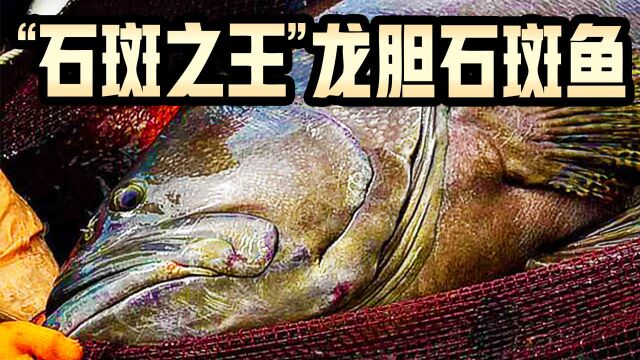 重达300多斤的“石斑之王”龙胆石斑鱼