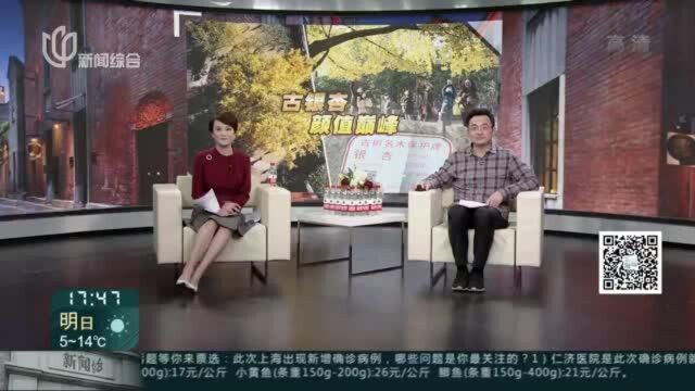 风吹落叶满地金黄 古银杏迎来“颜值巅峰”