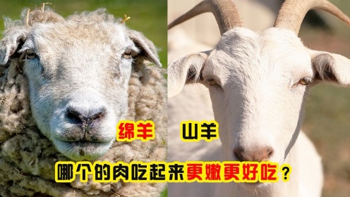 山羊和绵羊哪个更好吃？绵羊膻味比山羊小肉质更好，这是真的吗？