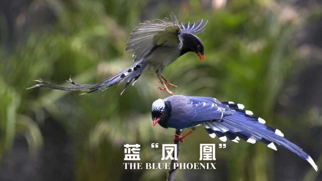 城里常见的蓝色长尾大鸟是什么?慢速俯拍它飞翔的样子,美如凤凰