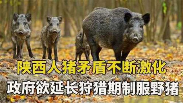 陕西上演“人猪大战”20万野猪泛滥成灾,放开狩猎能否补救