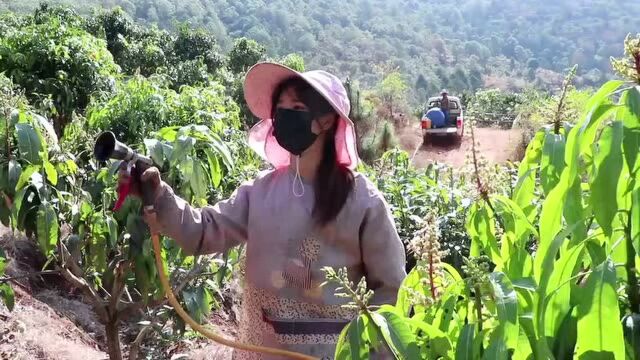 满山的芒果能卖多少钱?春天做好修枝施肥,打药神器解放了农民!