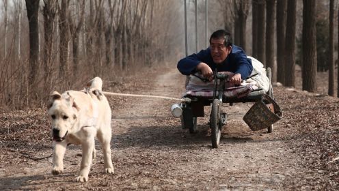 一条狗给瘫痪主人拉车10年，却被4000块卖掉，真实故事改编