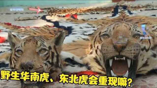 华南虎真已经灭绝了?东北虎豹子回迁中国,野生华南虎会重现吗?