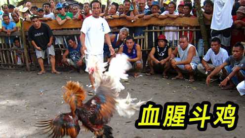 菲律宾最火爆运动“斗鸡”，鸡腿上绑上尖刀，血腥程度不忍直视！