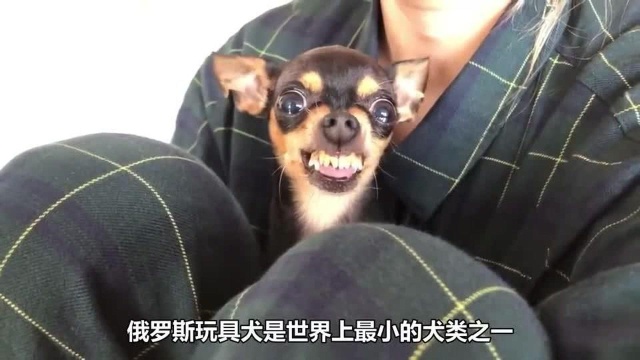 8种受欢迎的小型犬种,个头没有成人的脚大,却会尽力保护主人