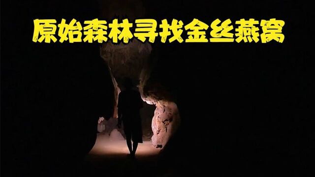 《婆罗洲金丝燕窝》01,马来西亚的婆罗洲森林达雅克人探索千年洞穴,寻找野生金丝燕窝!#好片推荐官