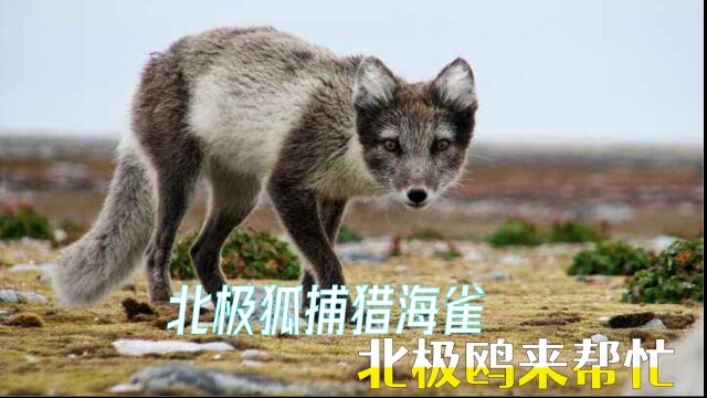 北极狐捕猎海雀,屡屡失败,北极鸥赶来帮忙,形势瞬间逆转,北极狐满载而归