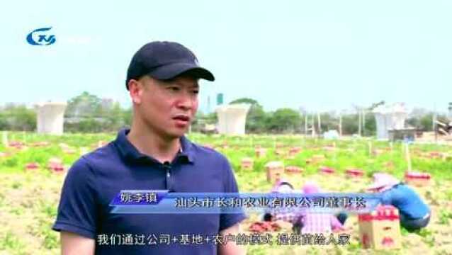 姚李镇:种植小甘薯 走向大市场