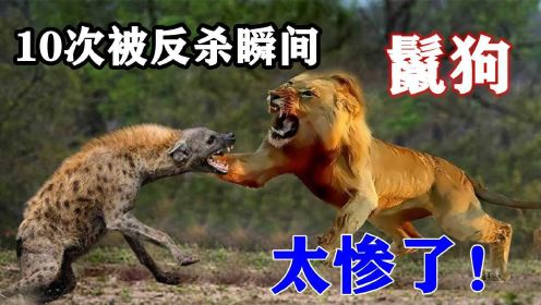 镜头记录下的10次鬣狗被反杀，狮子仅排第二，第一名最意外