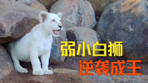 被族群嫌弃的白狮，单挑猎豹暴打鬣狗，最终逆袭成王