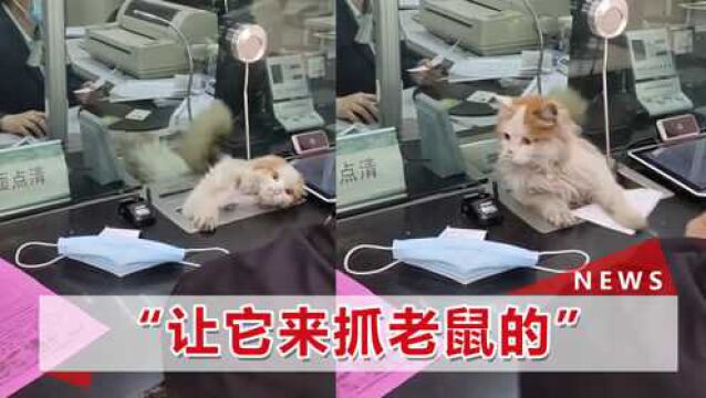 山西一银行柜台钻出小猫,网友笑了:来帮大家查“鱼额”的?