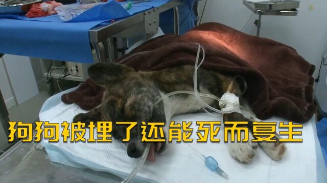 狗狗能死而复生,没了呼吸被埋葬后,几天后一瘸一拐回家#好片推荐官