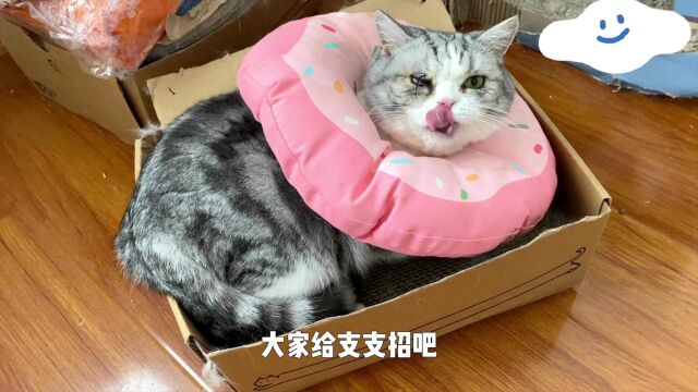 养猫也讲玄学?给猫起名字有什么讲究