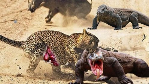 我的天啊！比较科莫多巨蜥与豹的力量-谁将赢得这场战斗野生动物