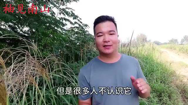 荻草认识吗?农村一种常见的植物,它的用途与价值知道的人不多