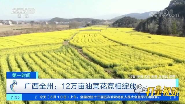 金黄一片!广西全州:12万亩油菜花竞相绽放