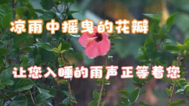 凉雨中摇曳的花瓣,让您入睡的柔和雨声正等着您