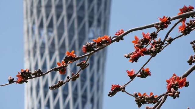 花城广州木棉盛开:谁与春风露消息,珊瑚枝上唤流莺