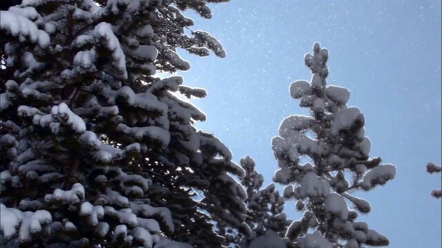 寂静森林和冰晶雪花静默讲述泰加林的故事!针叶林的冰冷一面!