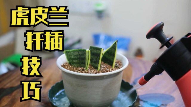 虎皮兰怎么扦插繁殖?园艺师教你,一刀切成三段,插进土里就能活