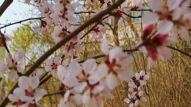 又是一年花开季,新疆库尔勒春之美