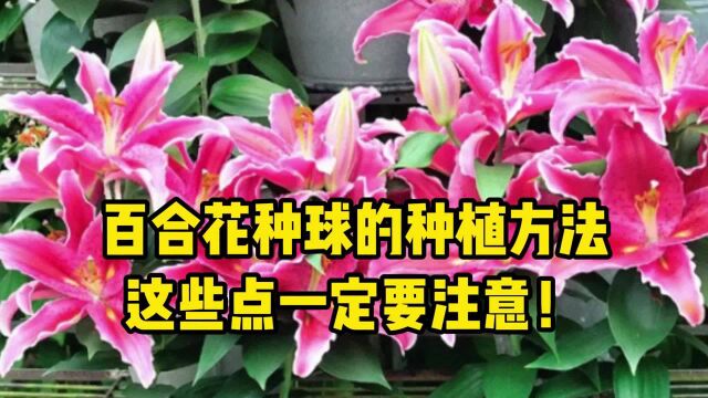 百合花种球的种植方法和注意事项,这些点一定要注意!