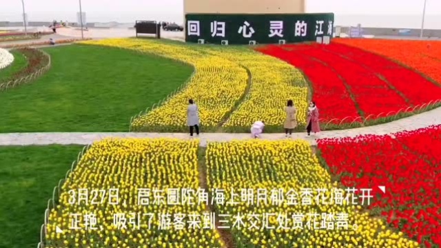 面朝大海 春暖花开丨启东圆陀角郁金香花开正艳