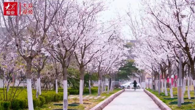 丨碧波荡漾洋涓湖、漫天飞舞樱花道……大美天桥春意盎然