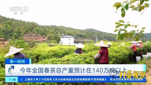 喜获丰收!2022年全国春茶总产量预计在140万吨以上