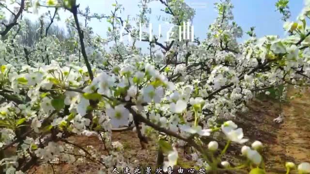 清明打卡好风景!河南最全“赏花地图”来了