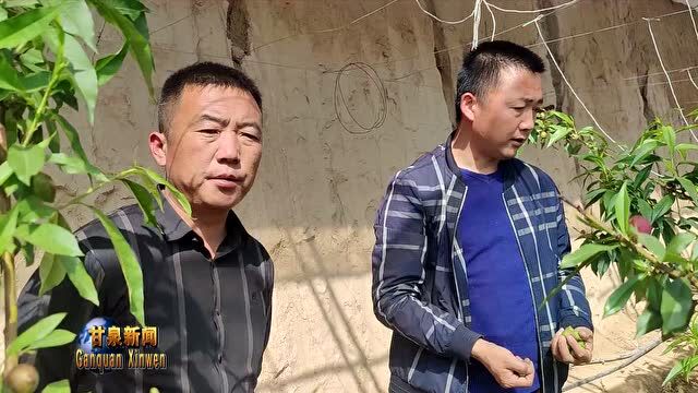 【奋进新征程 建功新时代】王宝娃:栽下“蜜桃树”敲开“致富门”