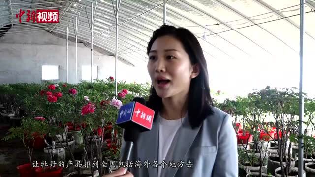 山东菏泽:牡丹经济成城市品牌带动农民增收