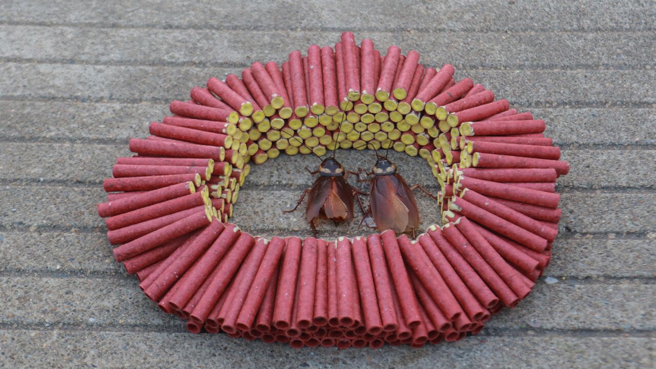 实验:用"王中王鞭炮"将"小强"围起来,点燃后,会怎么样呢?_腾讯视频