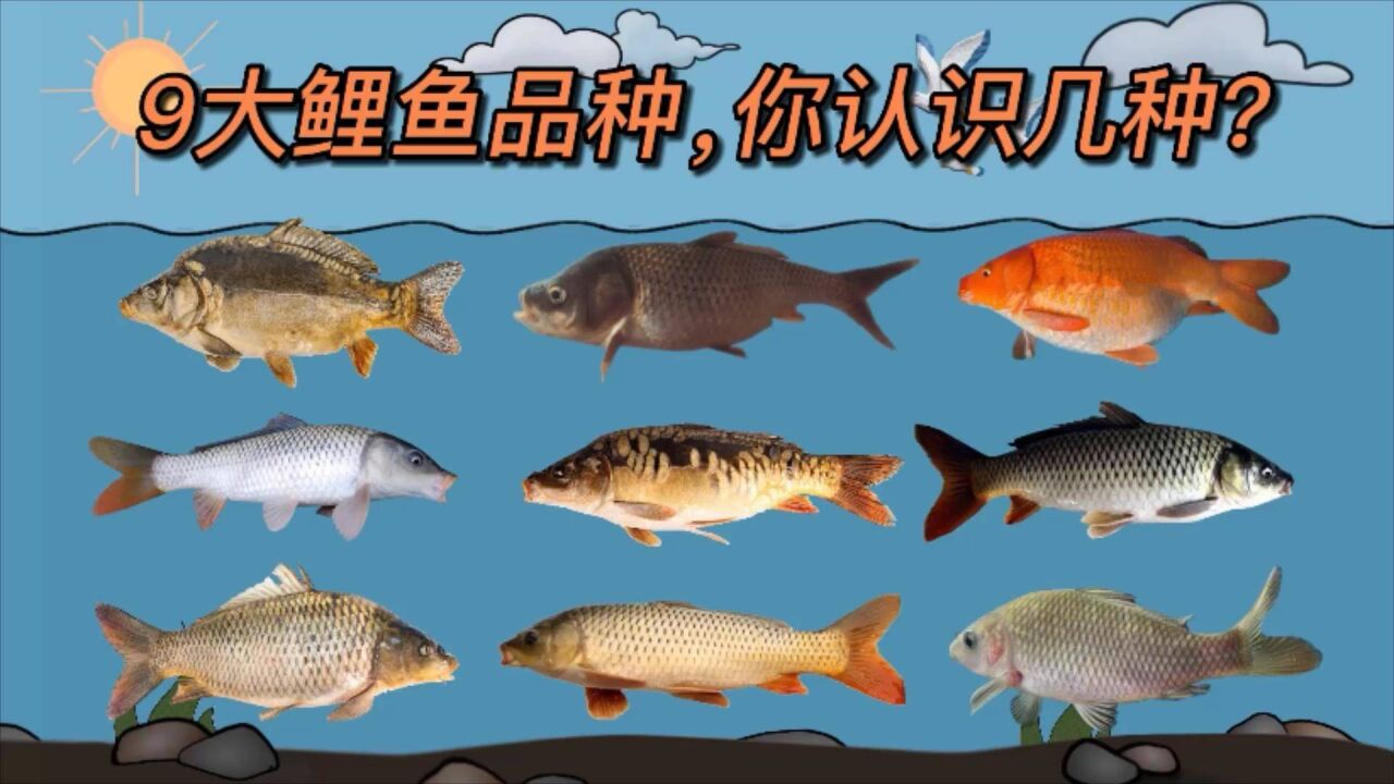 你知道嗎?鯉魚品種達9種之多,哪怕很多老釣魚人也只認識2,3種