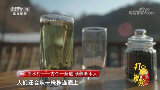 喝过浙水村的连翘茶吗?独特的味道,真是令人回味无穷