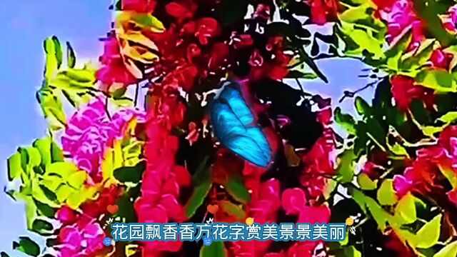 万花丛中桃花艳欣赏桃花好心情