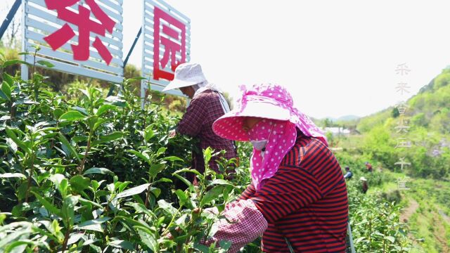 嵇丛水团队《春风一笑绿山岗 喜见龙池处处芳》